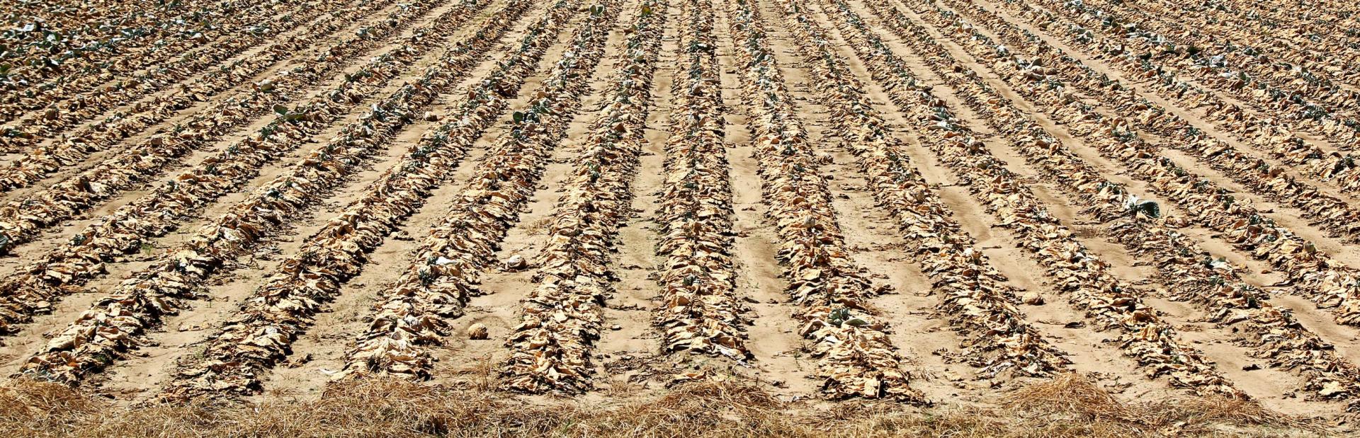 A field of drought-damaged crops