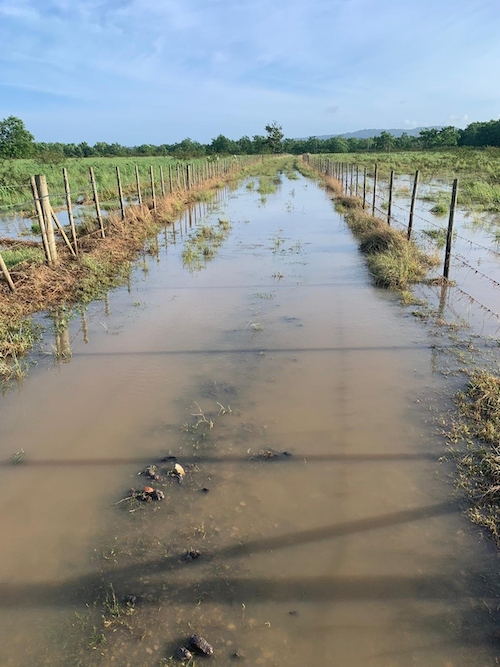 Access to pasture lands was limited due to flooded roads after Tropical Storm Ernesto.