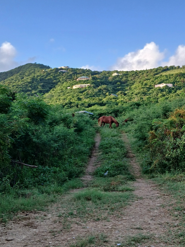 Vegetation on Lane’s Peak is green and provides sufficient grazing areas for ranchers.