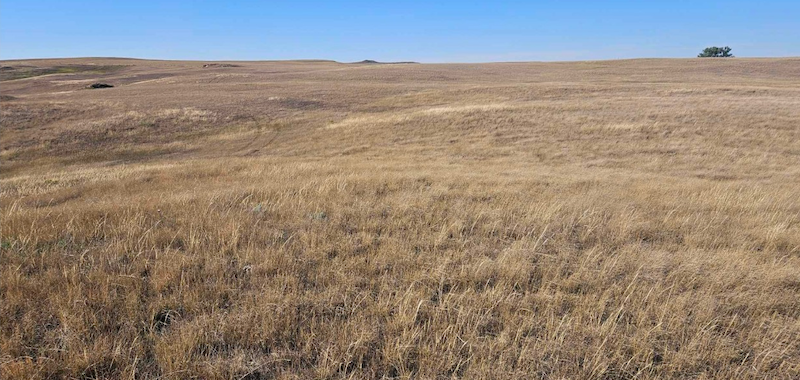 Photo from August 30, 2024 of poor pasture conditions with grasses curing early in Bowman County, North Dakota. 