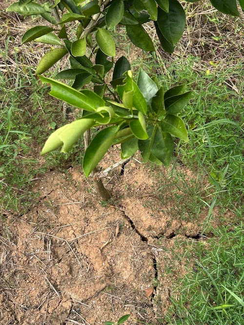 This photo is showing cracks in the soil due to lack of rain in Las Marías, Puerto Rico.