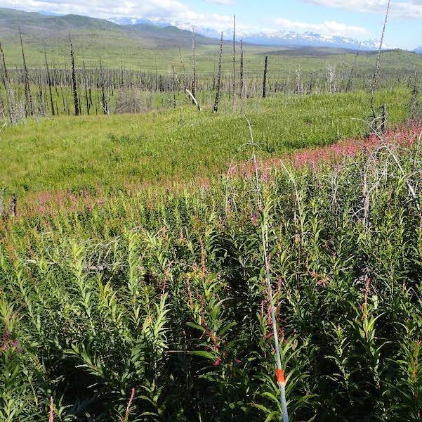  A grassland in an area formerly dominated by boreal forest.