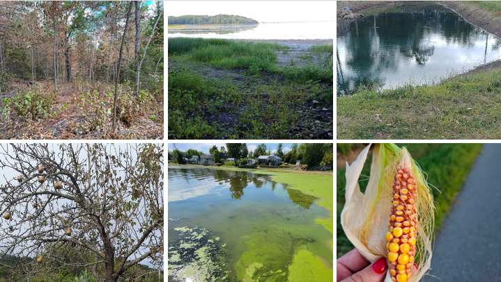 A series of photos showing the impacts of drought across the Northeast United States, including leaf drop, impacts to corn crops, shrinking ponds, and cyanobacteria.