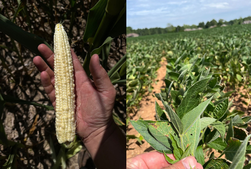 Photos showing drought stress on rainfed corn in Walker County, Alabama, as well as wilting soybeans in Lawrence County, Alabama.