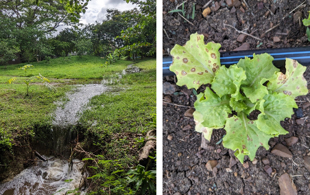 Photos showing flooding on a farm in St. Croix, as well as mildew and mold of lettuce impacted by the floods.