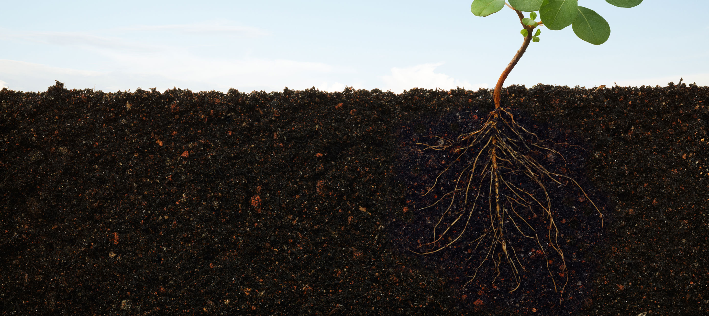 Planting the roots. Земля для растений. Растения в почве. Росток корень земля. Корни растений в земле.