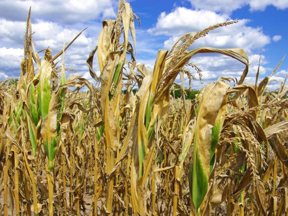 Drying corn shows the impacts of drought on the Midwest.