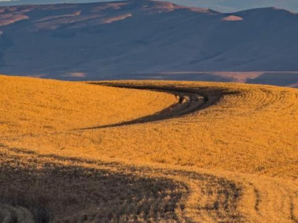 A field of wheat in Oregon.