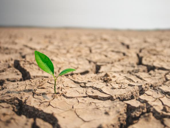 A seedling growing out of dry, cracked soil.