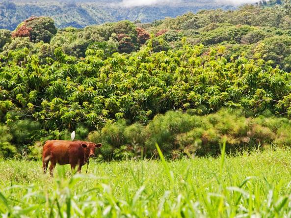 A brown cow with a white cattle egret sitting on its back set against Hawaiian rain forest vegetation. Photo credit: psmphotography, Shutterstock.