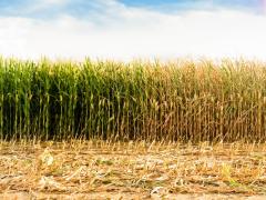 Row of crops, with green healthy crops on the left and dry crops on the right, representing flash drought. Photo credit: Here, Shutterstock.