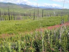  A grassland in an area formerly dominated by boreal forest.