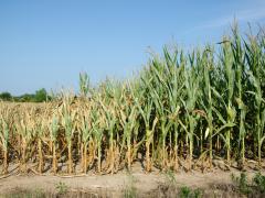 Field of corn damaged during drought the Midwest