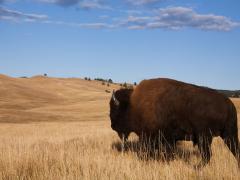 Bison in a hilly grassland.