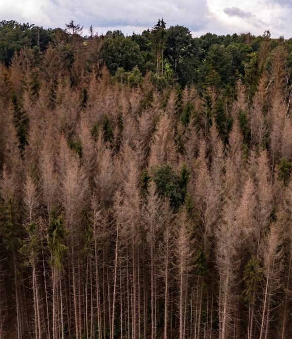 Sick conifer trees.