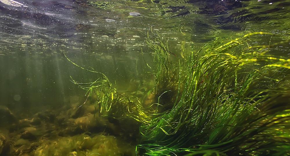 Multicolored underwater landscape in the river. Photo credit: Kichigin, Shutterstock.