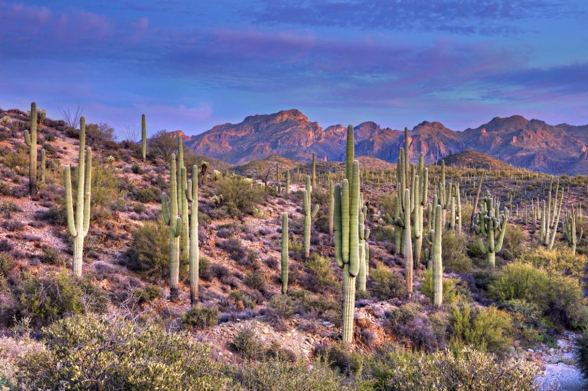 Cacti in the Arizona desert