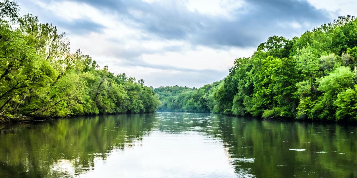 A river between rows of green trees