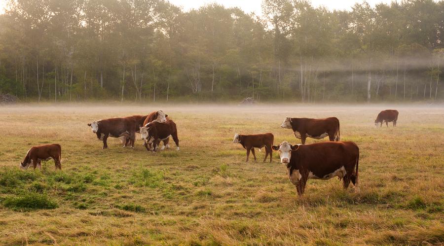 A foggy cow pasture, with cattle grazing