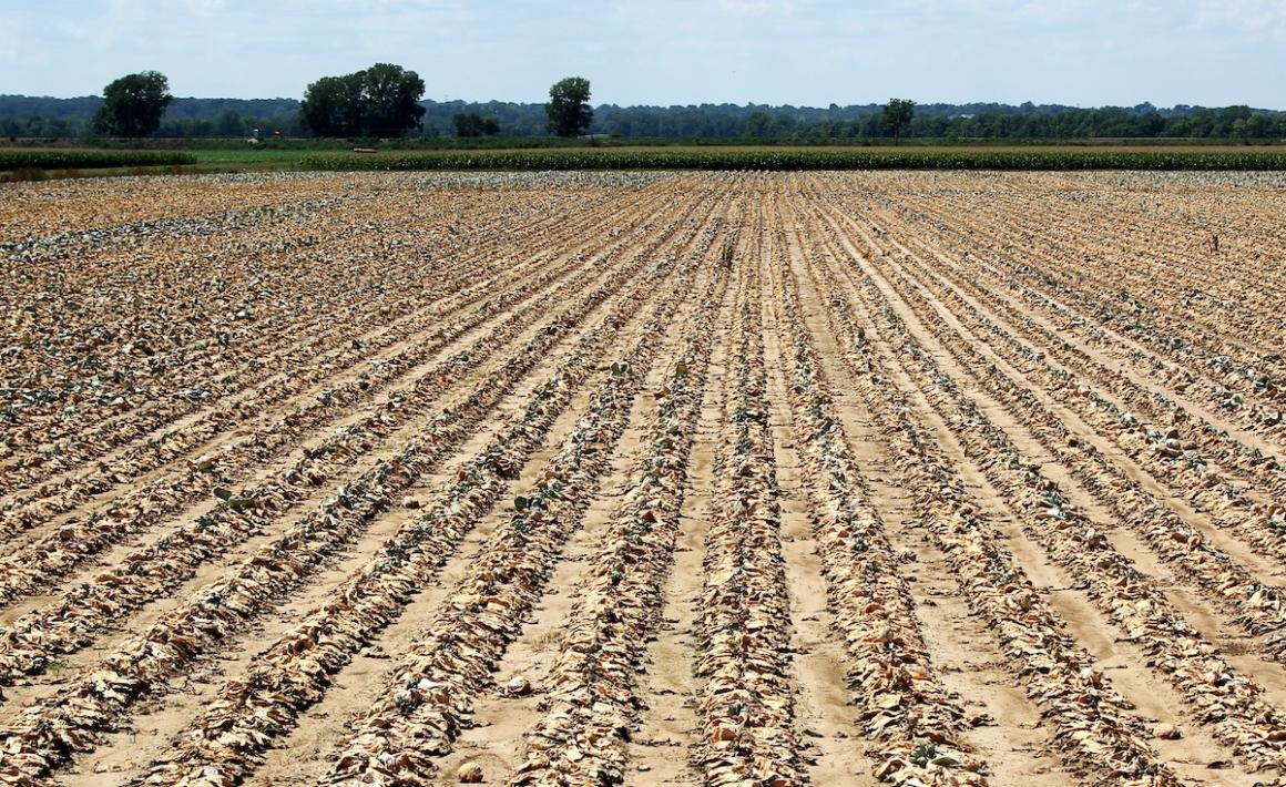 Drought stricken crops in the Midwest