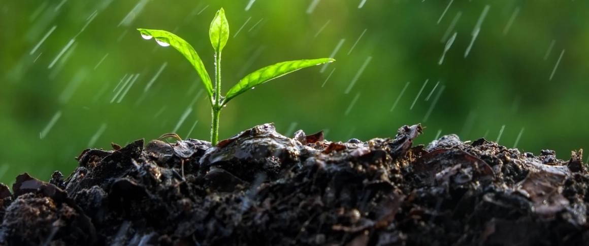 The 5 Best Soil Moisture Meters for Plants in 2023