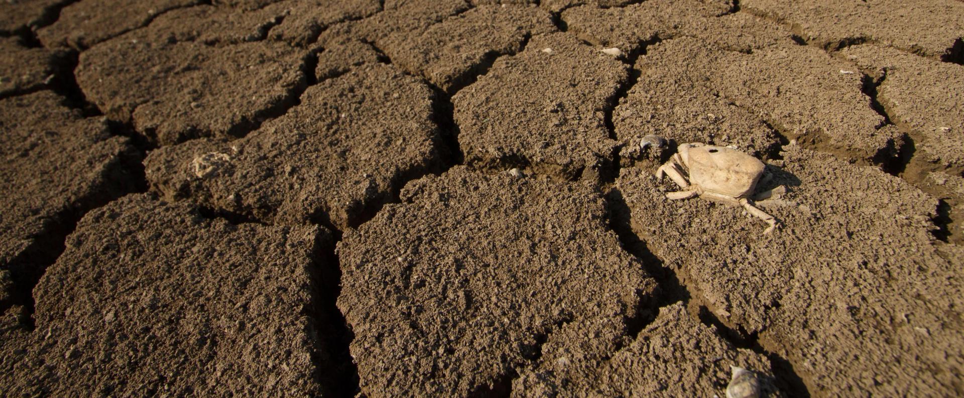 A dead crustacean in a dried out pond