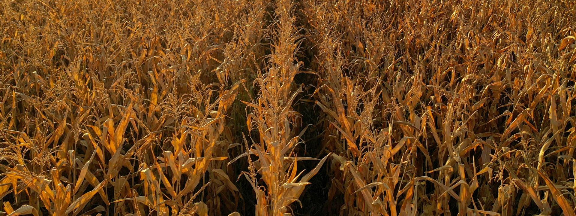 A field of crops damaged by drought