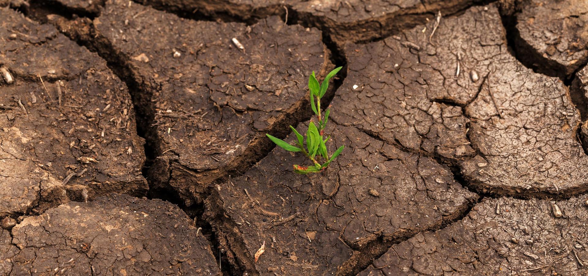 Dried out, cracked soil, representing soil moisture.