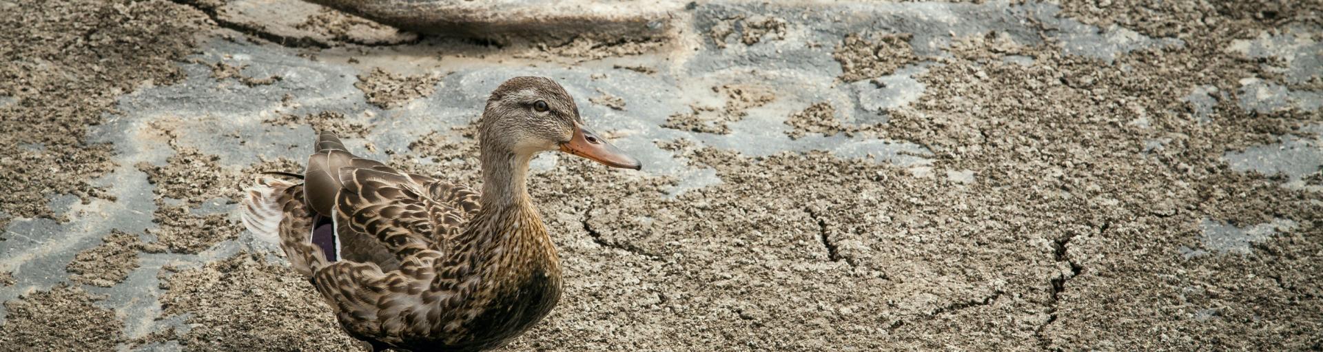 A duck stands in a dried out wetland area impacted by drought