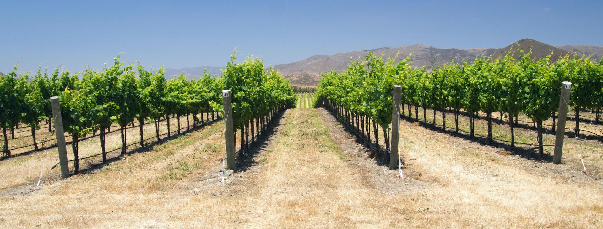 Field irrigation sprinkler system waters rows of lettuce crops