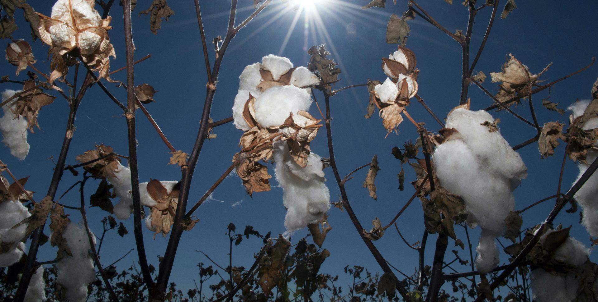 Cotton plants