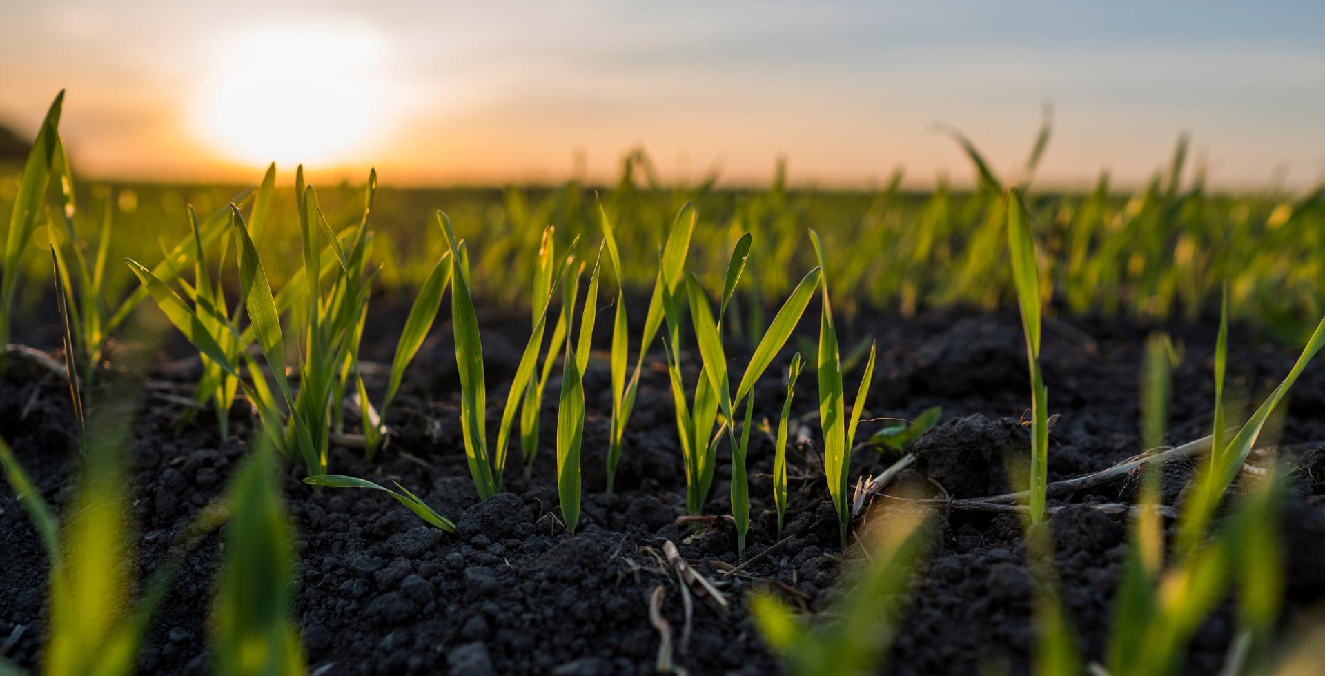 Young wheat seedlings growing out of the soil in a field.