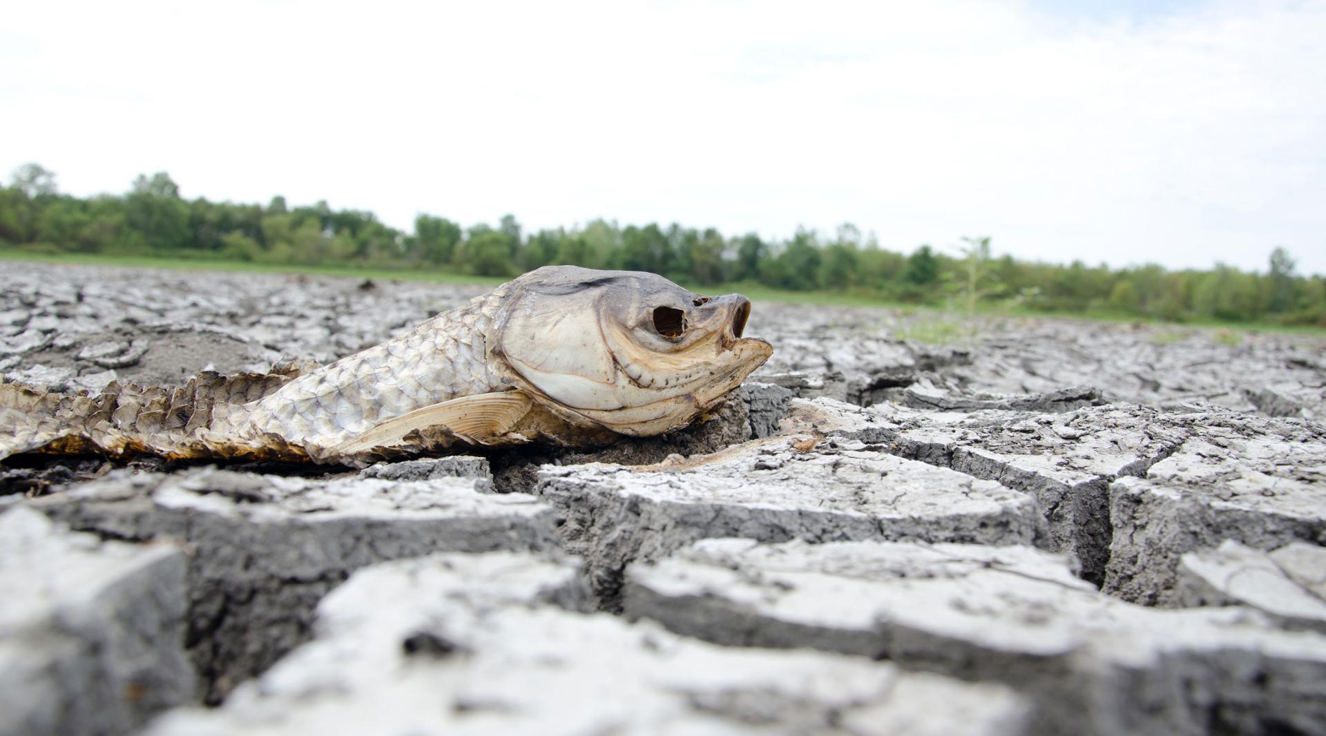 Ecological Drought | Drought.gov