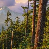 Tall, green trees with a mountain in the background