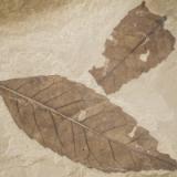 Fossilized leaves