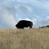 Bison Range on the Flathead Reservation, Western Montana. Photo by Crystal Stiles.