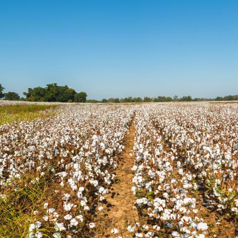 A field of cotton.