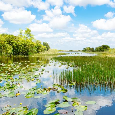 A stream with reeds and lily pads.