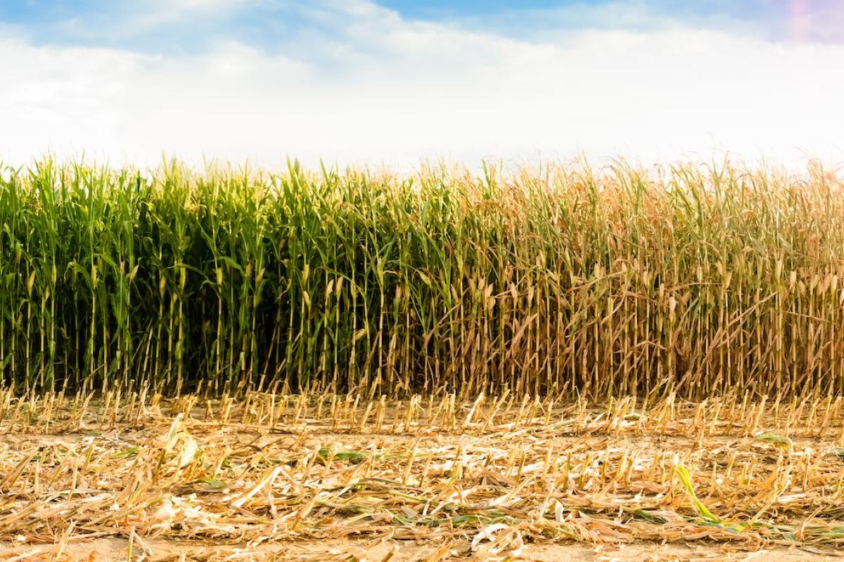 Row of crops, with green healthy crops on the left and dry crops on the right, representing flash drought. Photo credit: Here, Shutterstock.