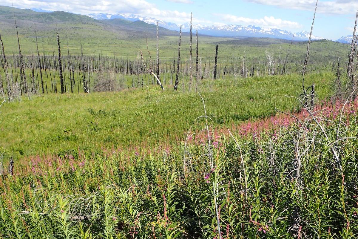  A grassland in an area formerly dominated by boreal forest.