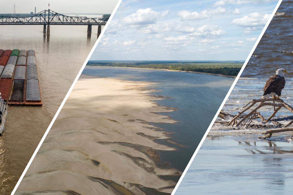 A barge on the Mississippi River, low water levels on the Mississippi, and bald eagles resting on a branch in the river. Photo credits: Justin Wilkens (first two photos) and Thomas O'Neil (third photo), Shutterstock.