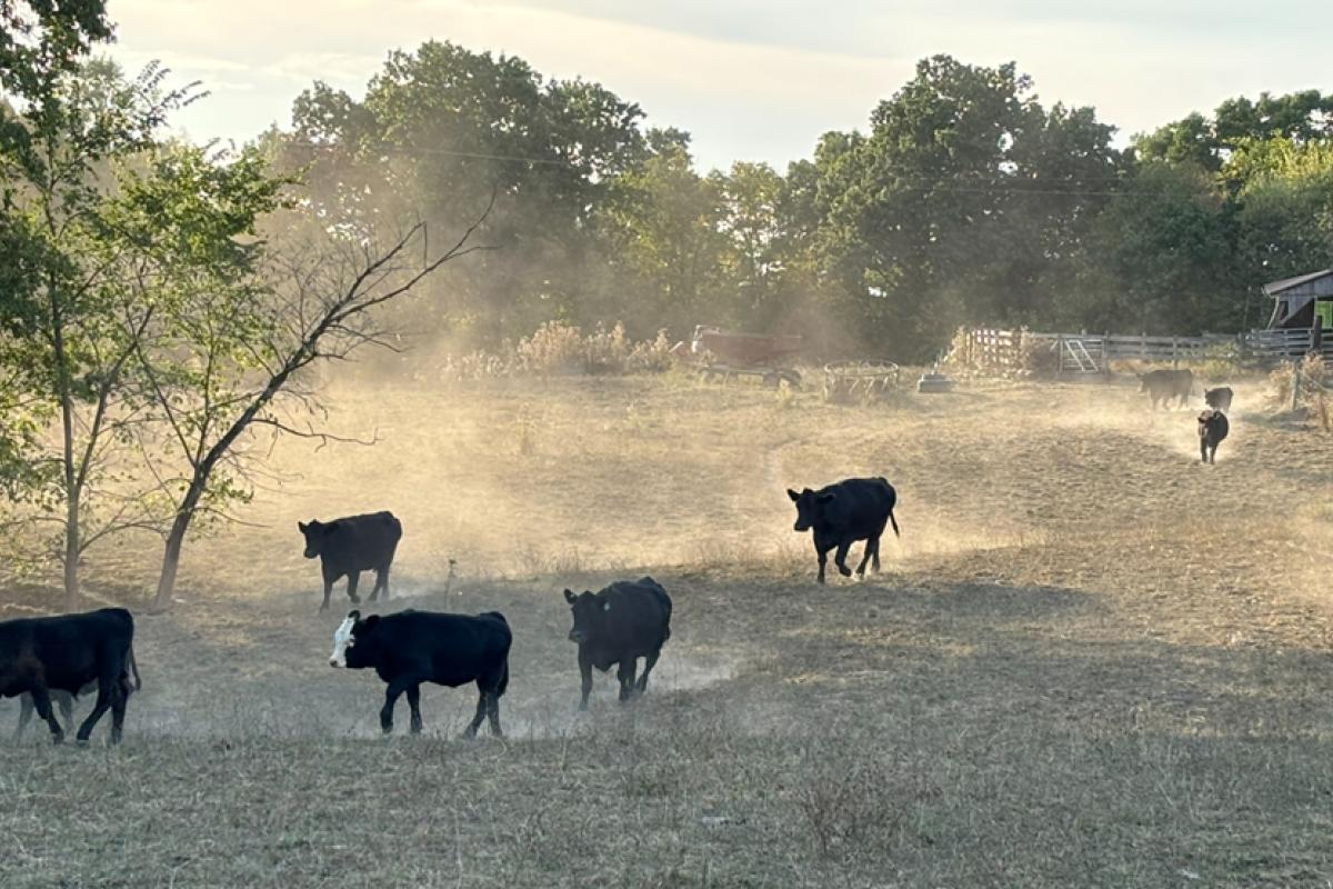 Pasture conditions in September 2024 across southeast Ohio. Credit Ted Wiseman, Ohio State Agriculture and Natural Resources (ANR) Extension Educator for Perry County.