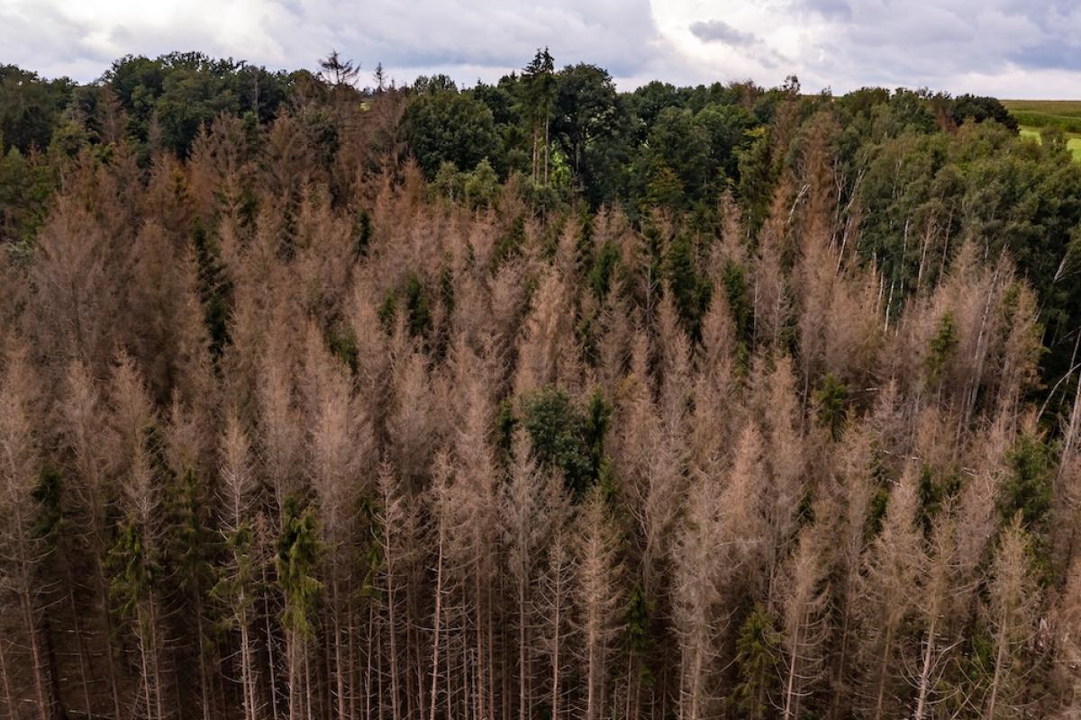 Sick conifers in a forest, representing the impacts of climate change. Photo credit: reisezielinfo, Shutterstock.