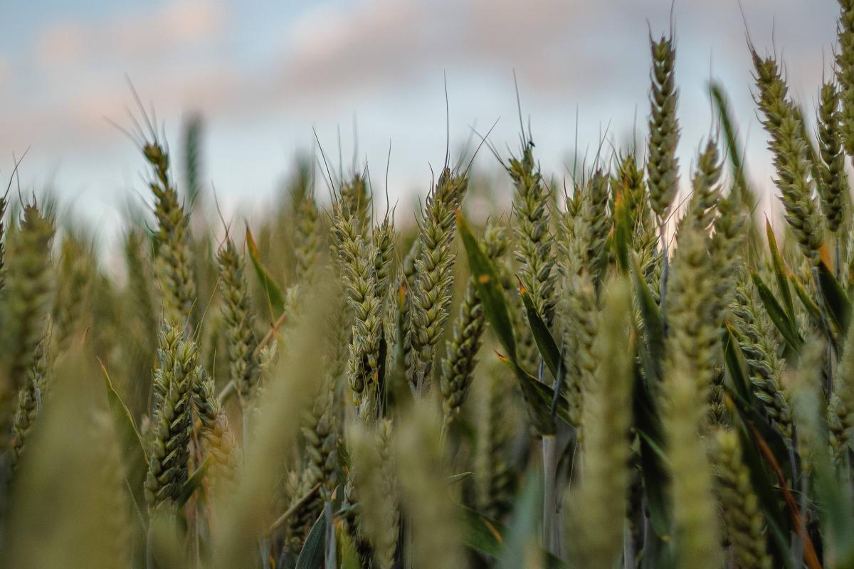 A closeup shot of sweetgrasses in a field. Photo credit: Wirestock Creators, Shutterstock.